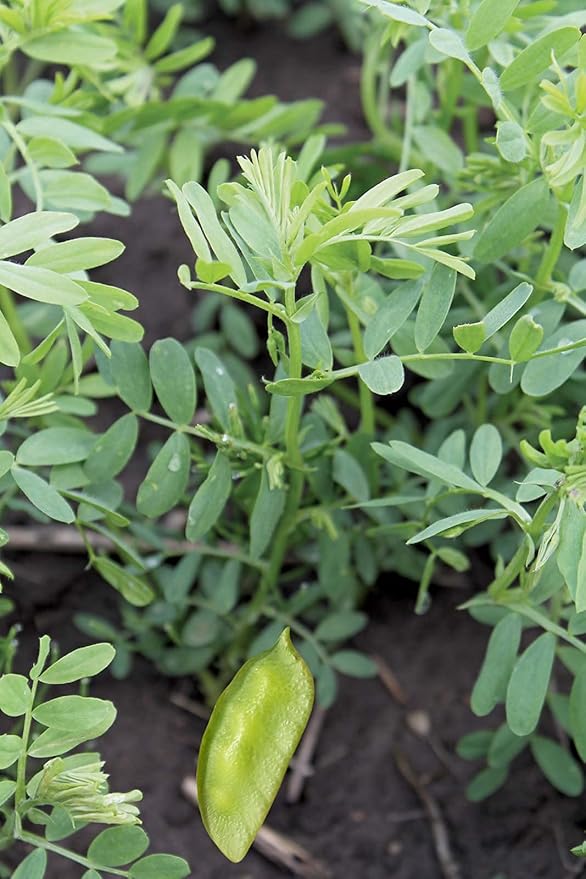 Organic French Green Lentils Whole Raw, High Fiber Non-GMO-Bulk (5LB)