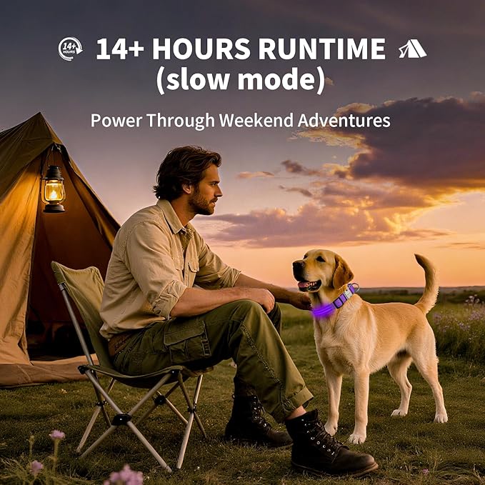 LED Dog Collar with Metal Buckle - USB Rechargeable Glow Collar for Dogs, Waterproof Light Up Dog Collar w/Reflective Strips - Adjustable Night Safety Collars by PetIsay(Purple, Small)